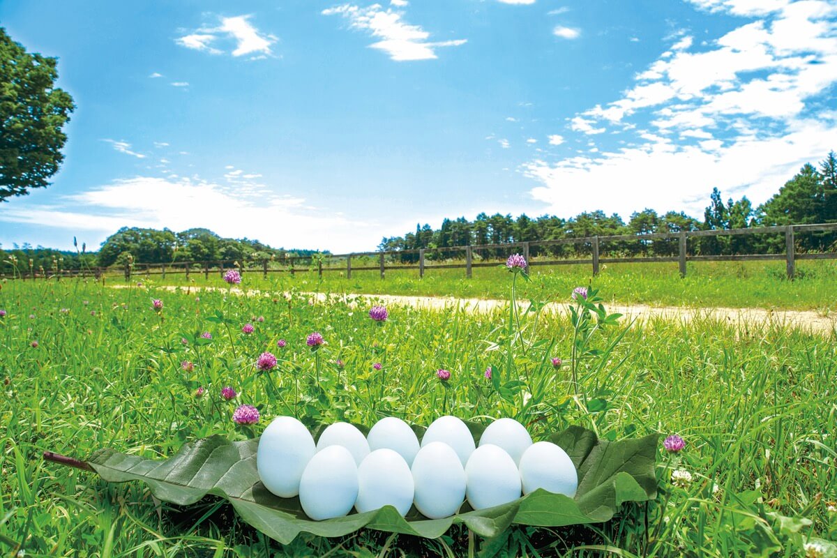 東北牧場の卵「青玉」
