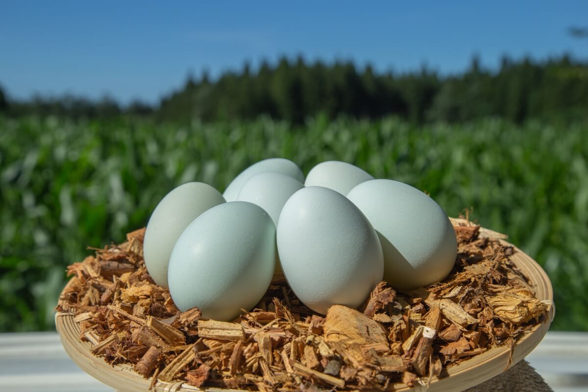東北牧場の卵「青玉」