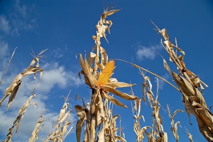 デントコーンの乾燥