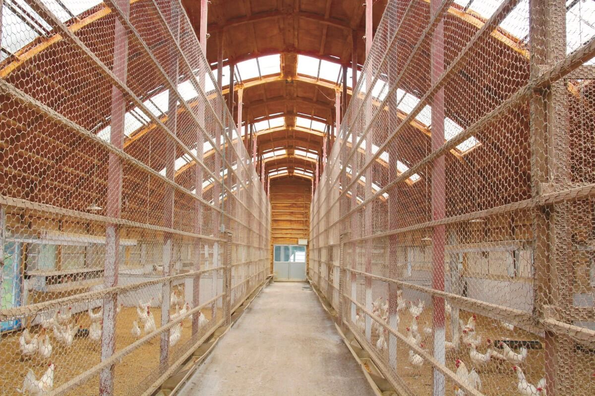 鶏の飼育環境