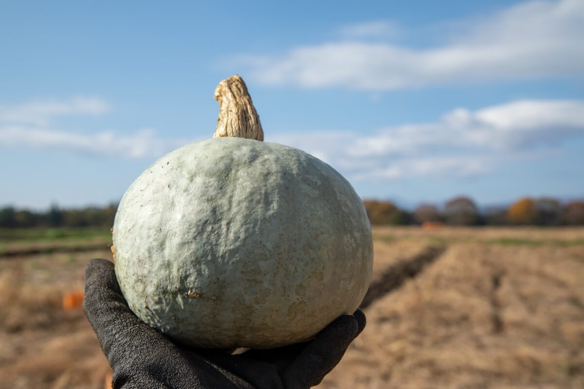 今が旬！ 東北牧場のネバリスターと雪化粧かぼちゃ