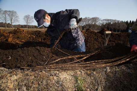 堆肥を混ぜ込んだ畑の土壌3