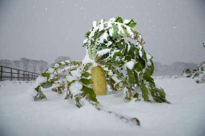 雪の中の野菜3
