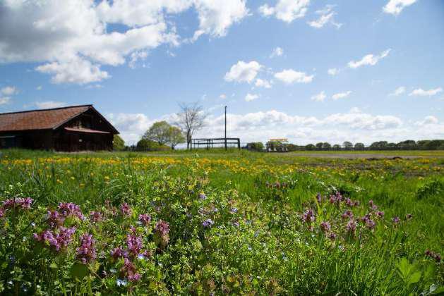 牧場の野草風景