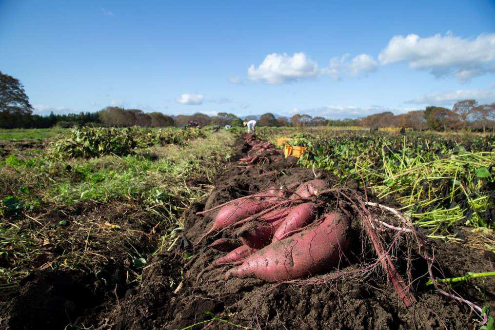 季節の野菜と桜