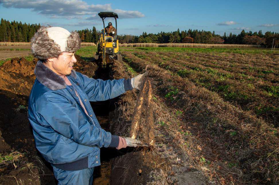 ごぼうの収穫