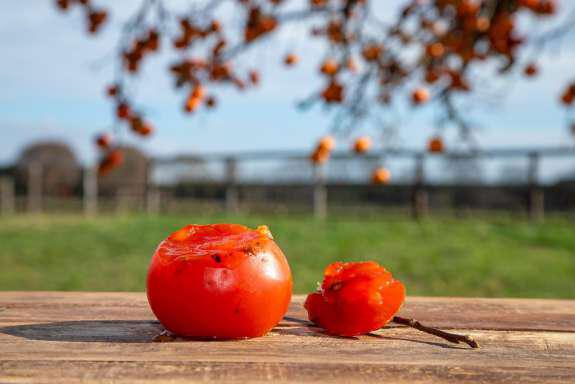 木熟柿メニュー