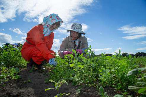 学生たちの実地研究の様子2