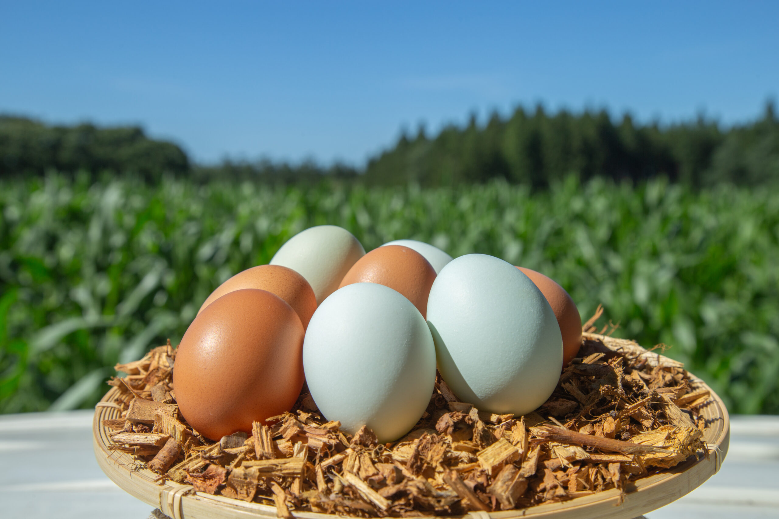 直営農場「東北牧場」のブランド卵でつくる出来立て実演ワゴンメニュー