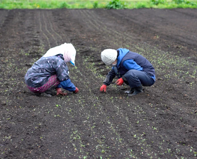 野菜の栽培