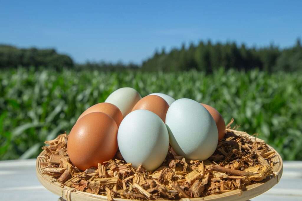 東京新聞「比べてみたら」に「レストラン東北牧場」朝食バイキングが紹介されました！