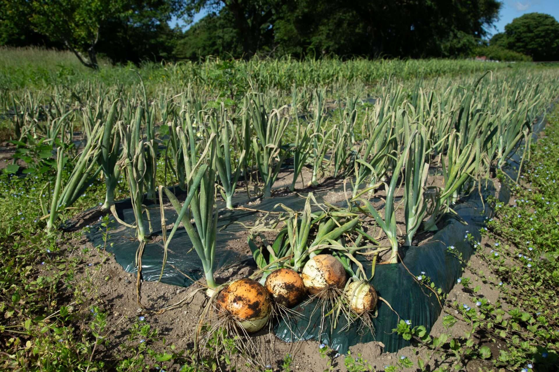 「牧場たまねぎをふんだんに使用した オニオングラタンスープ」が「JARC LIVE 27」で紹介されました