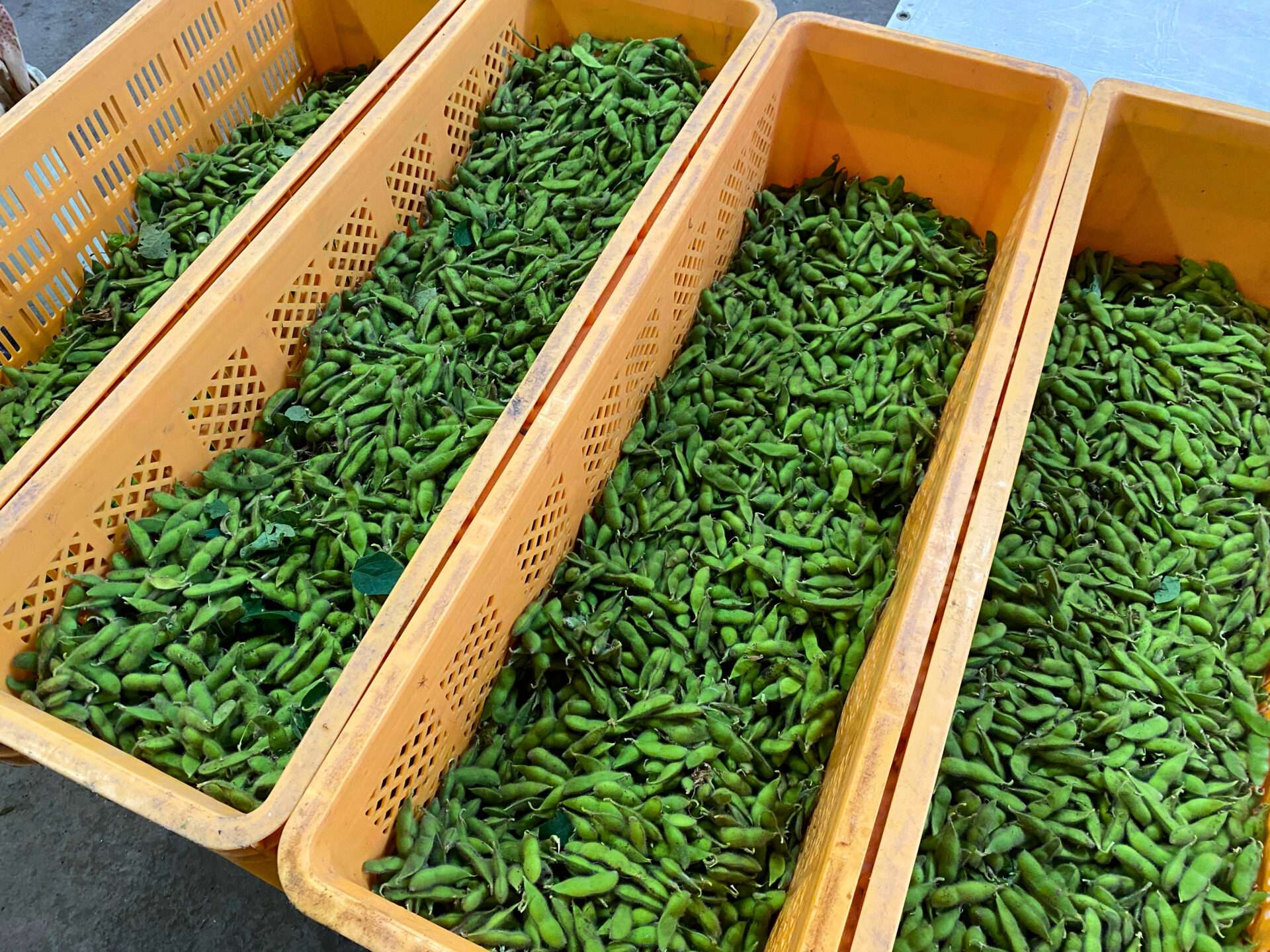 淑徳大学 永井ゼミとの、ホテル直営農場「東北牧場」での循環型農業体験