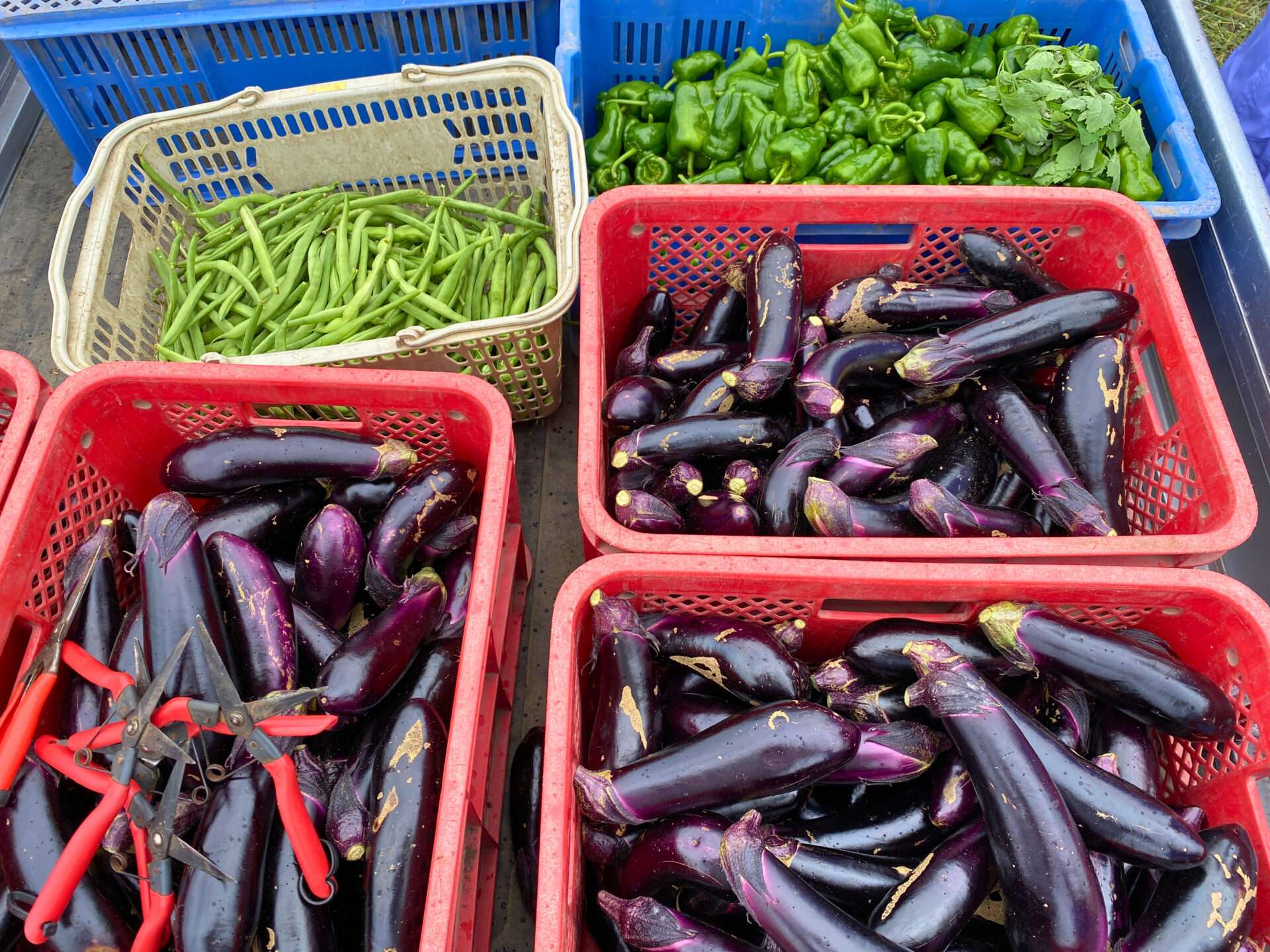 淑徳大学 永井ゼミとの、ホテル直営農場「東北牧場」での循環型農業体験