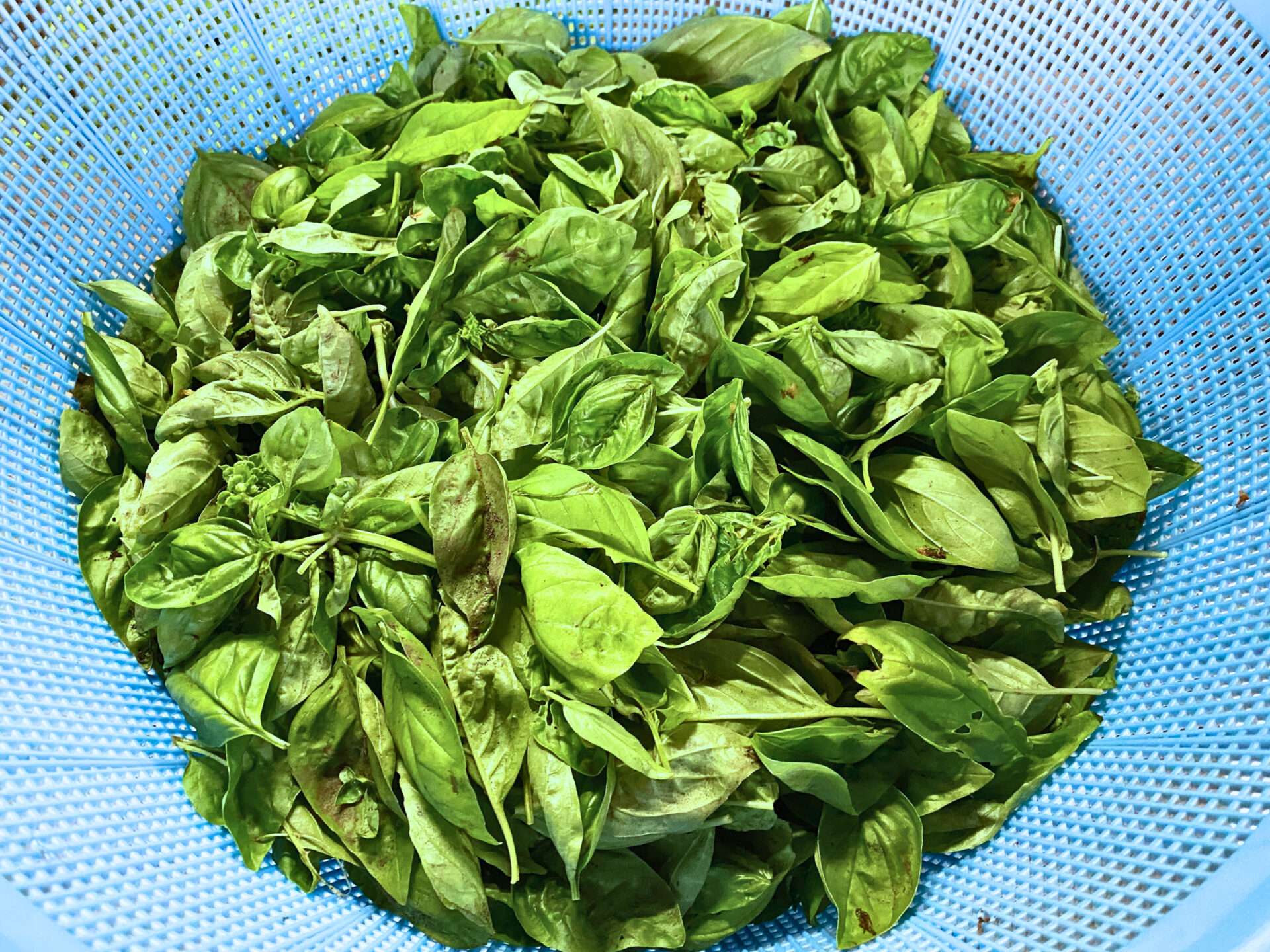 淑徳大学 永井ゼミとの、ホテル直営農場「東北牧場」での循環型農業体験