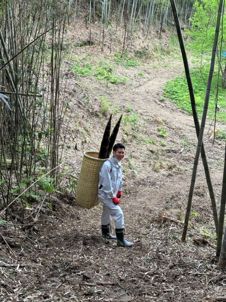 メンマづくりのための竹林整備