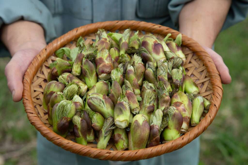 天然のタラの芽コースの予約を開始いたします