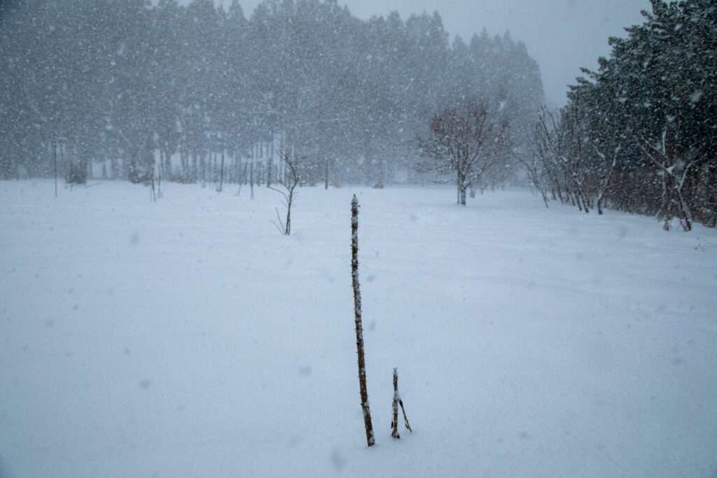 天然のタラの芽コースの予約を開始いたします