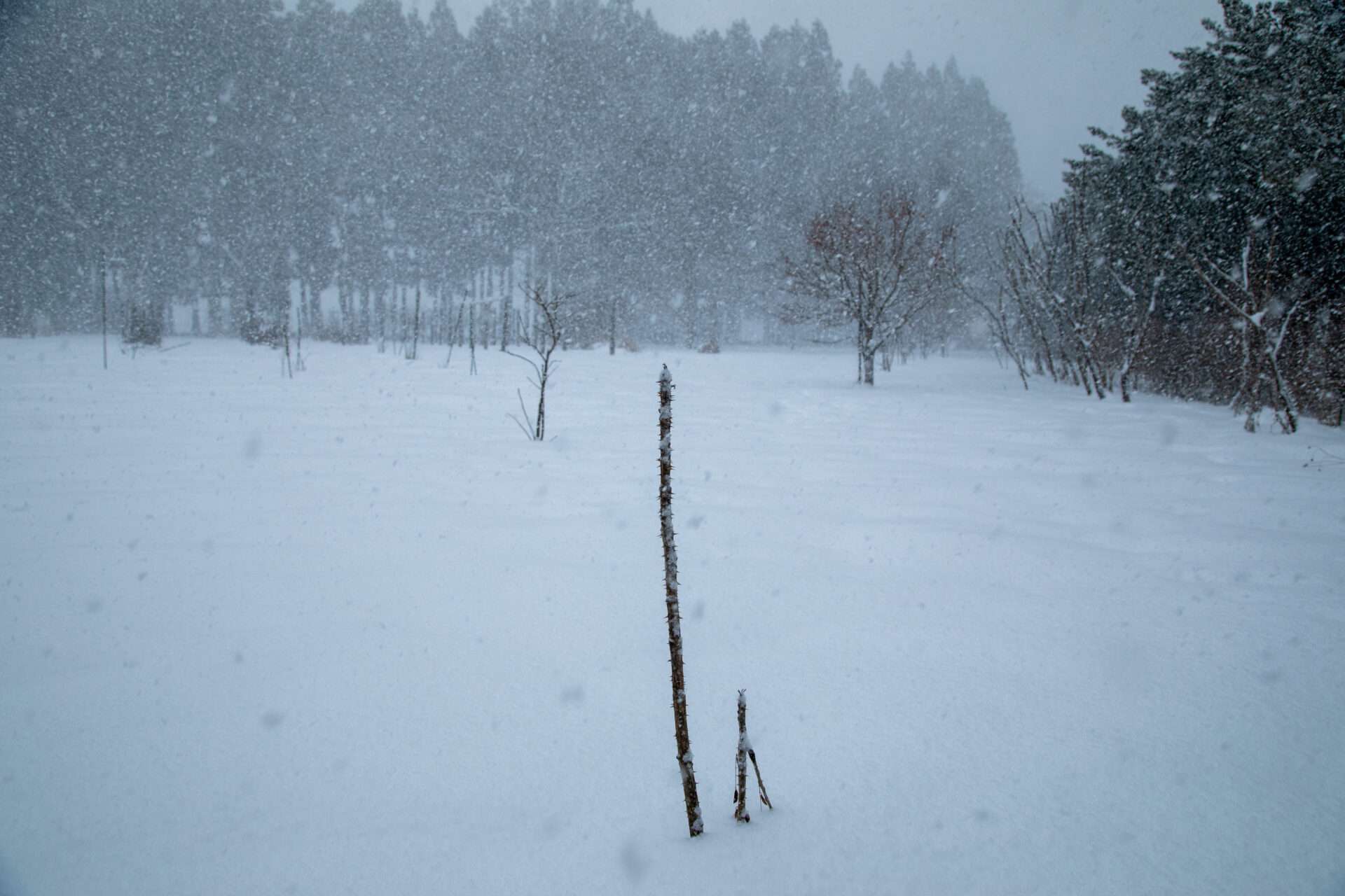 東北牧場の天然のタラの芽