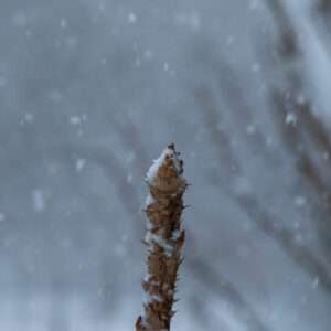 東北牧場の天然のタラの芽