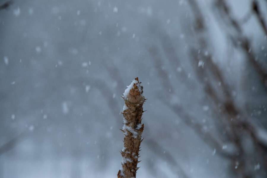 東北牧場の天然のタラの芽