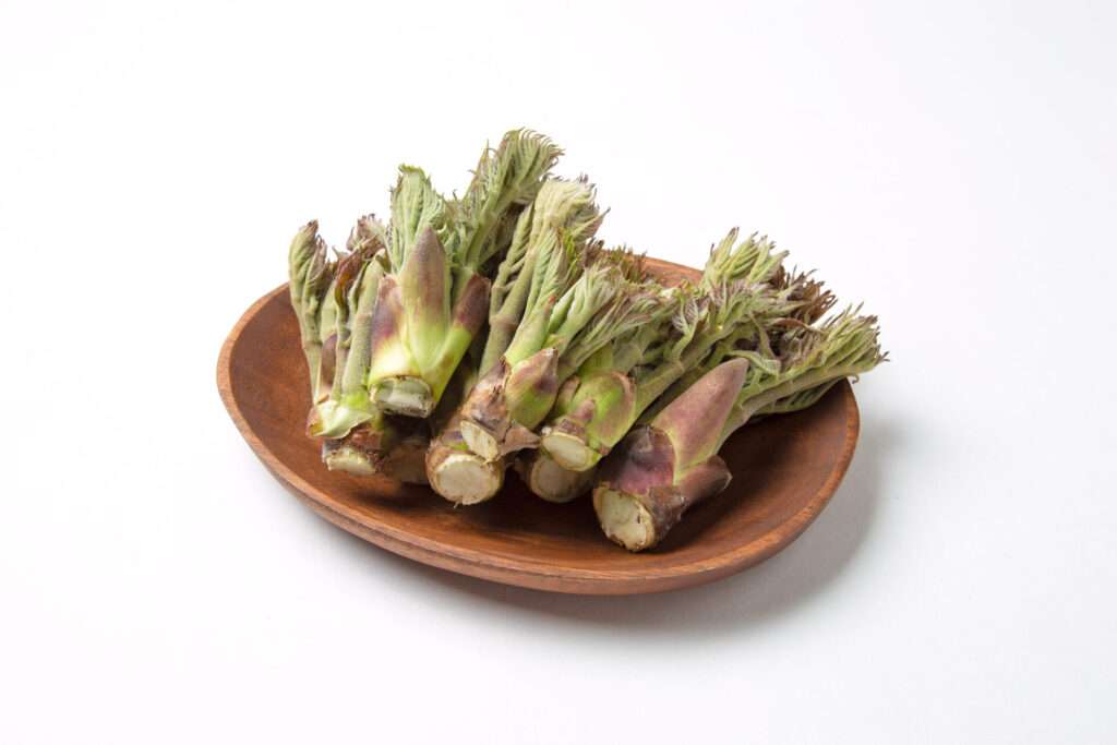 天然のタラの芽コースの予約を開始いたします