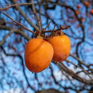 東北牧場の木熟柿。ホテルコンチネンタル府中にて提供される。