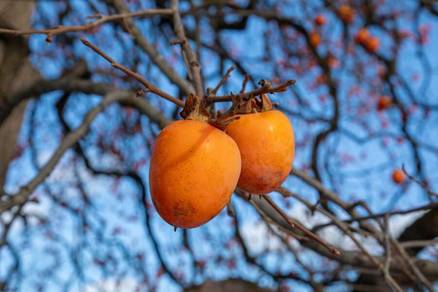 東北牧場の木熟柿。ホテルコンチネンタル府中にて提供される。