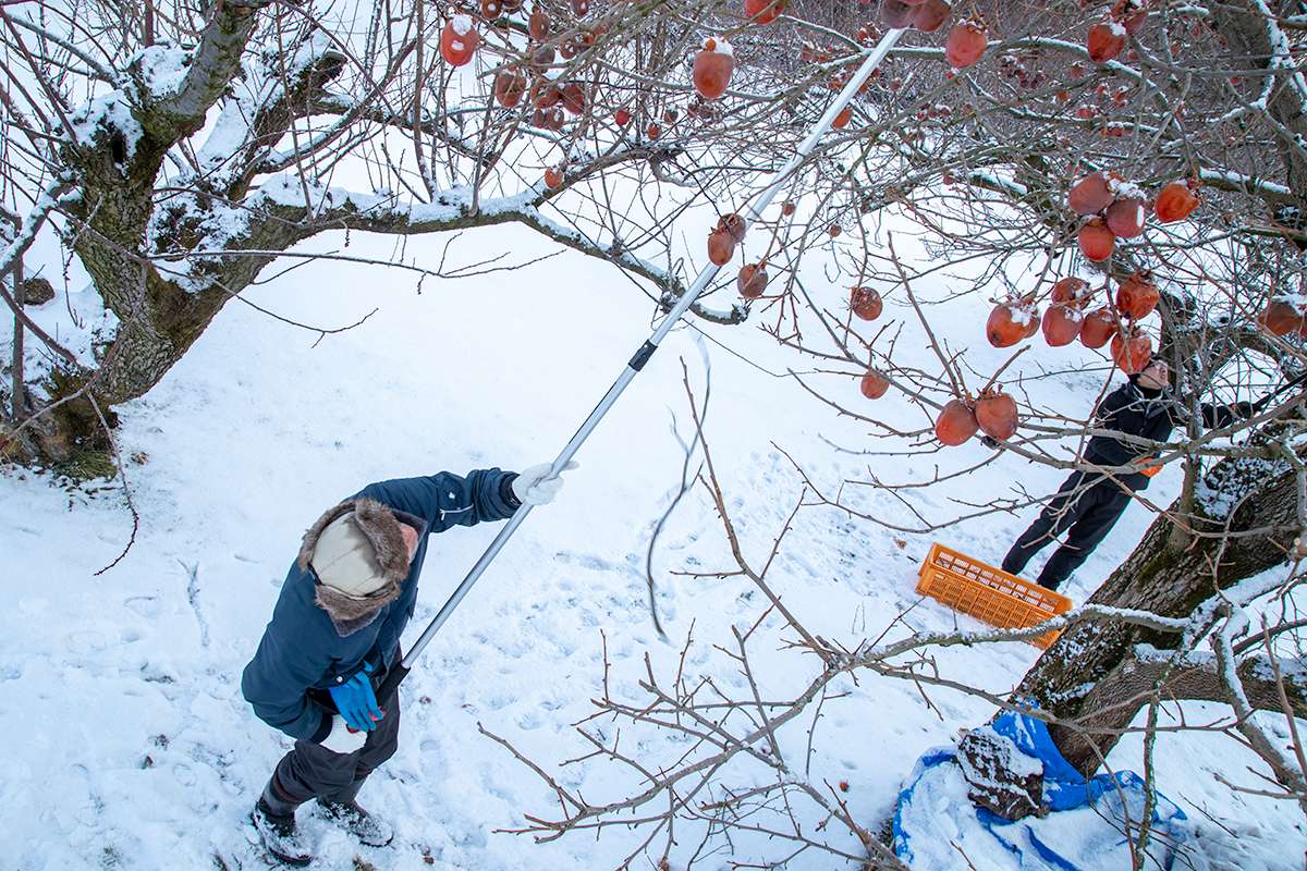 Yahoo!ニュースに東北牧場の「木熟柿」が紹介されました。