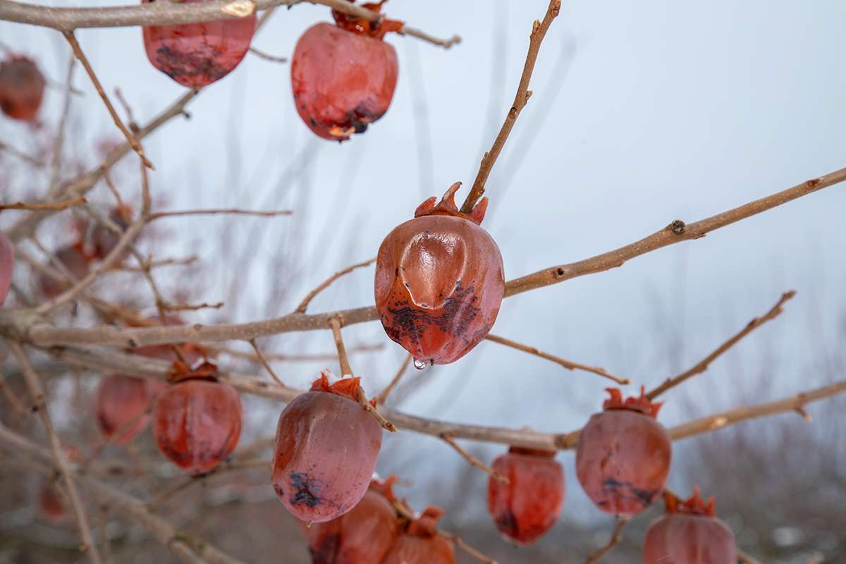 Yahoo!ニュースに東北牧場の「木熟柿」が紹介されました。