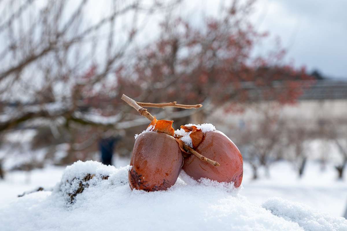 Yahoo!ニュースに東北牧場の「木熟柿」が紹介されました。