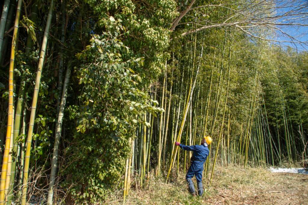 メンマづくりのための竹林整備