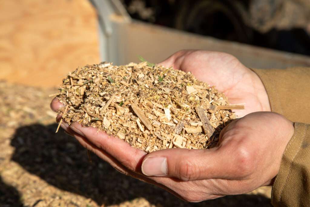 メンマづくりのための竹林整備