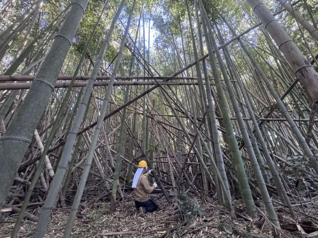 メンマづくりのための竹林整備