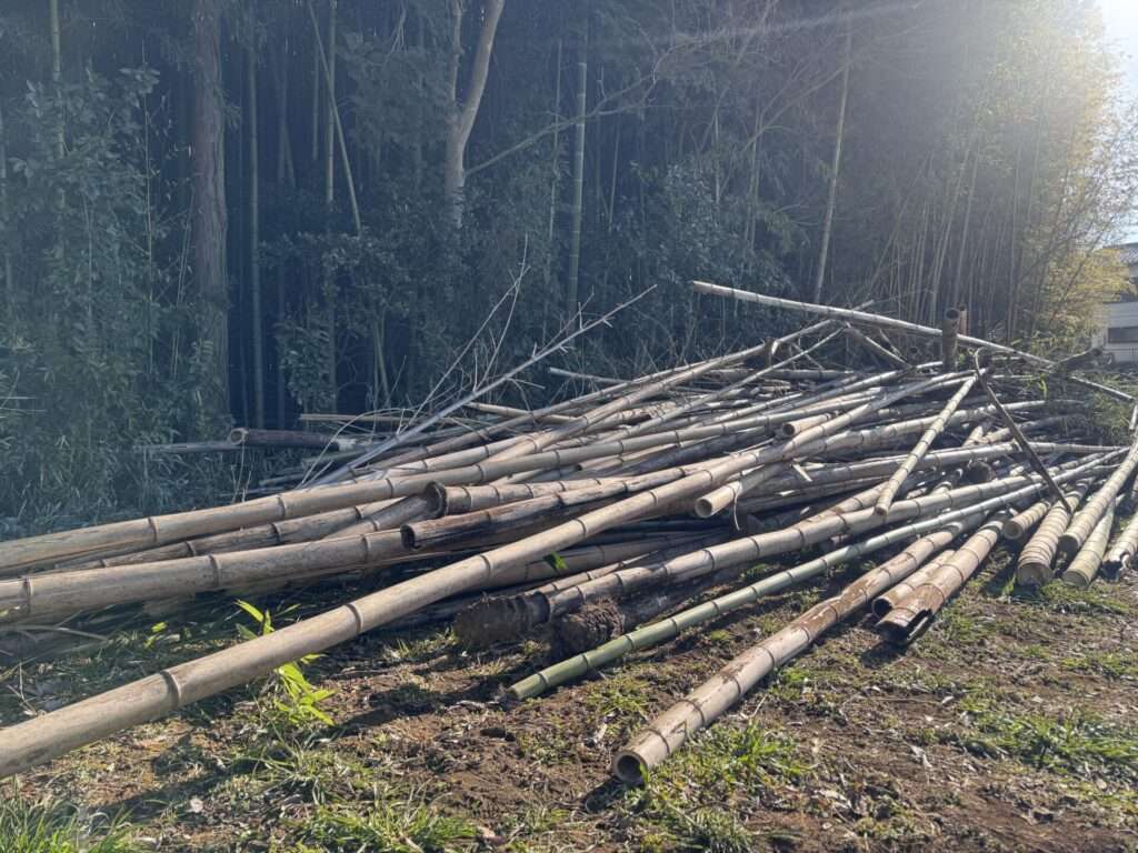 メンマづくりのための竹林整備