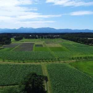 デントコーン畑 東北牧場