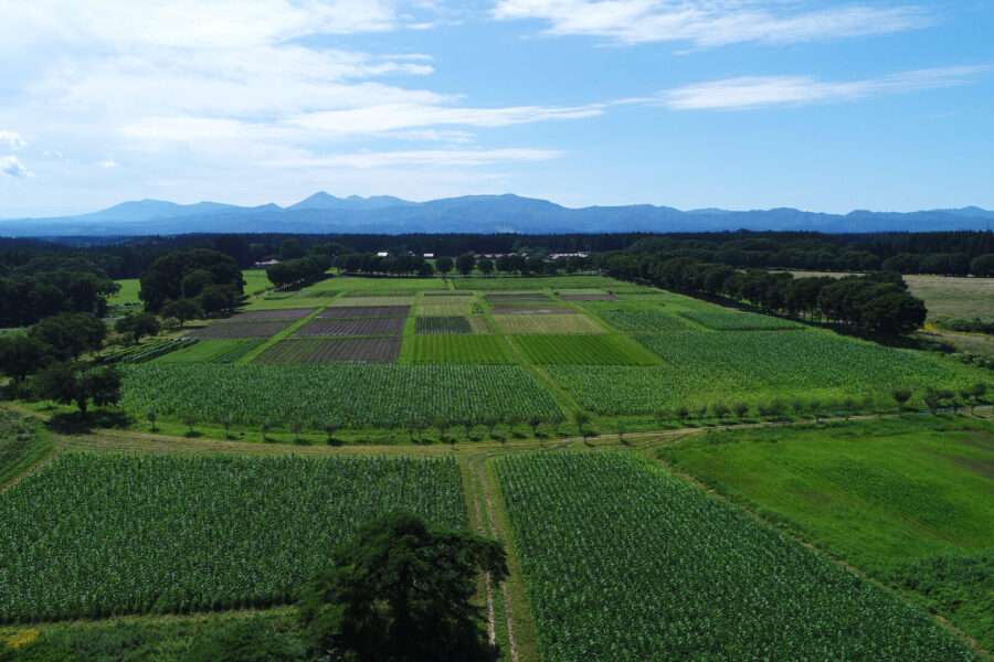 デントコーン畑 東北牧場