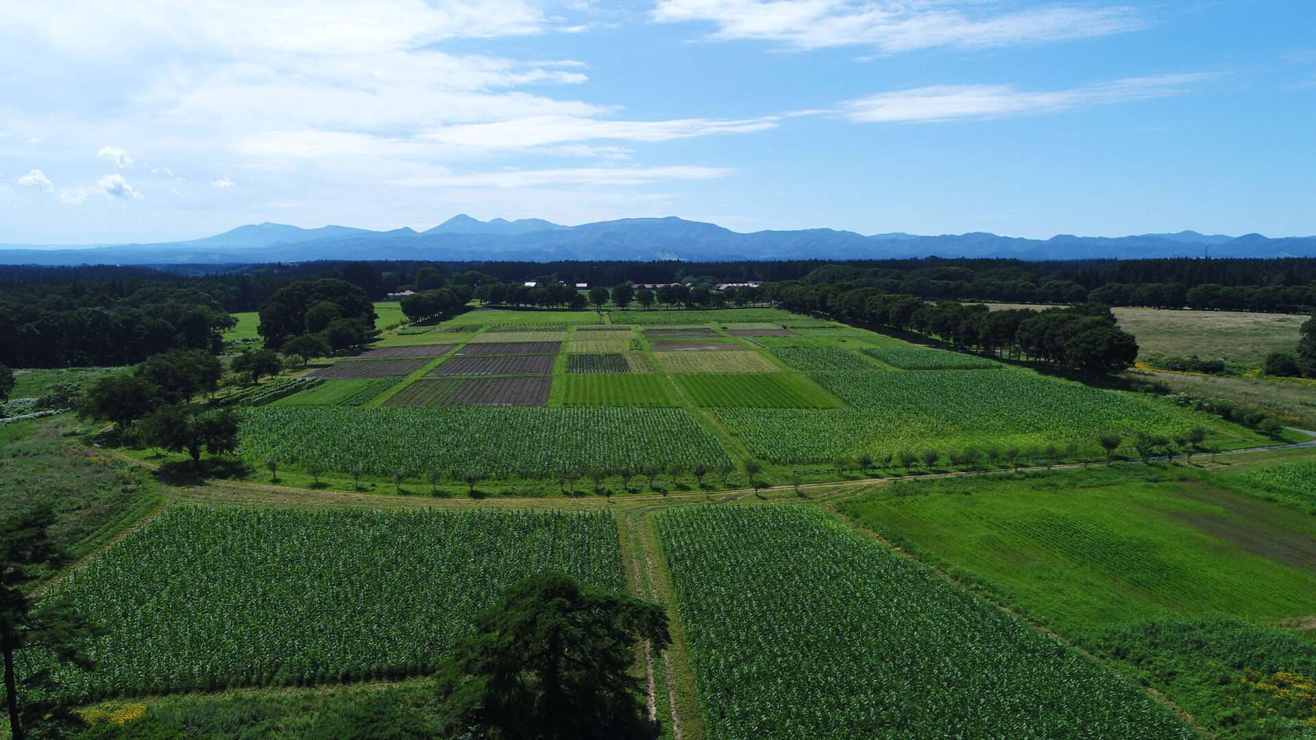 デントコーン畑 東北牧場