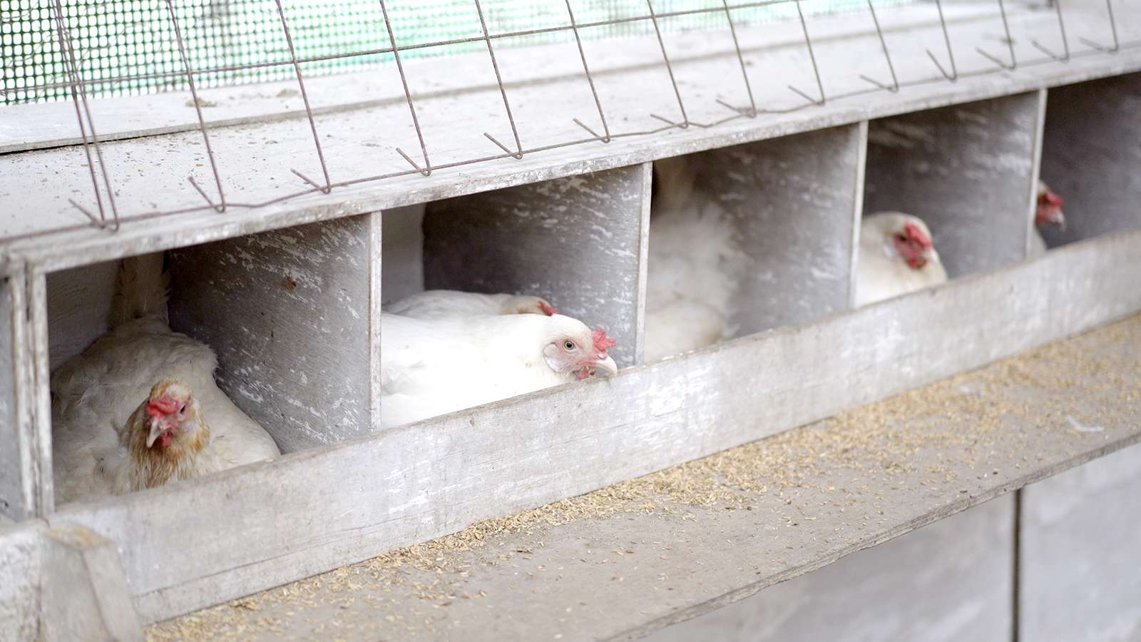 鶏たちがのびのびと暮らす場所―東北牧場「青玉」のこだわり
